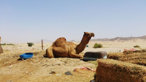 Camel relaxing on landscape against sky