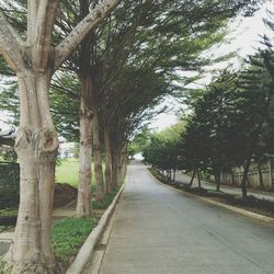 Trees in park