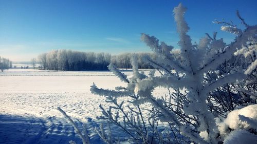 Bare trees on snow covered landscape