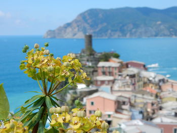 Close-up of yellow flowering plant by sea against sky