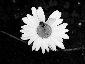 Close-up of flower blooming outdoors