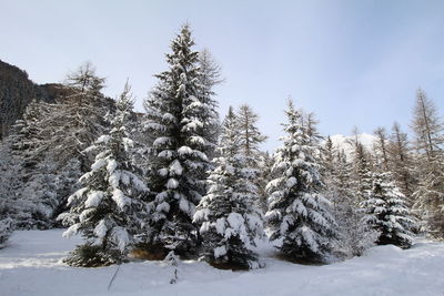 Pine trees on snow covered field against sky