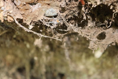 Close-up of frozen spider web