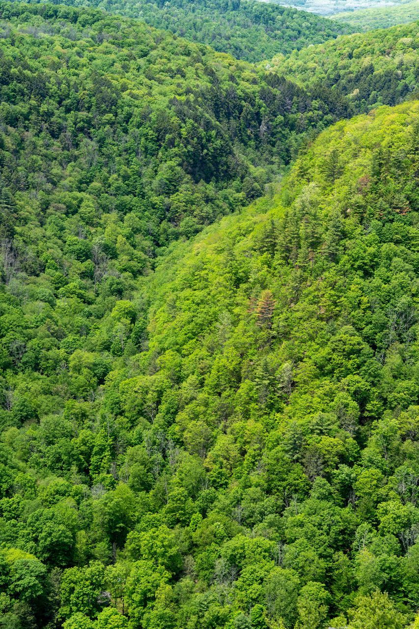 HIGH ANGLE VIEW OF TREES GROWING ON LANDSCAPE