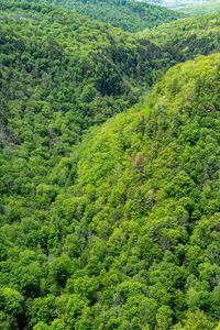 High angle view of trees growing in forest