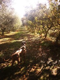 Dog in park