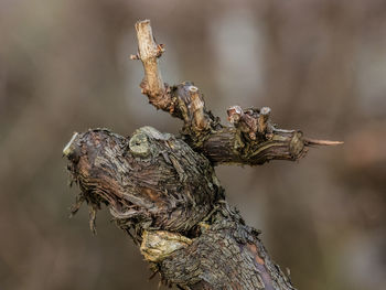 Close-up of lizard on tree