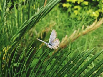 Close-up of butterfly on grass