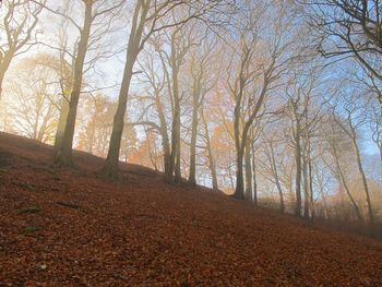 Trees in forest during autumn