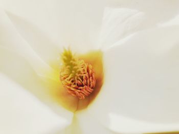 Macro shot of white flowering plant