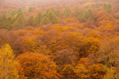 High angle view of pine trees in forest during autumn