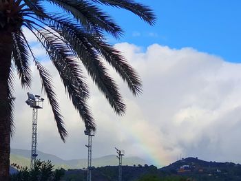 Low angle view of palm trees against sky