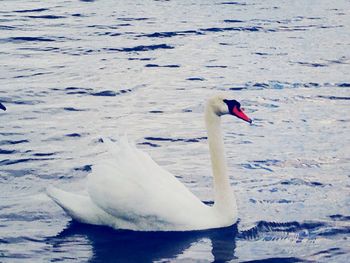 Bird in water