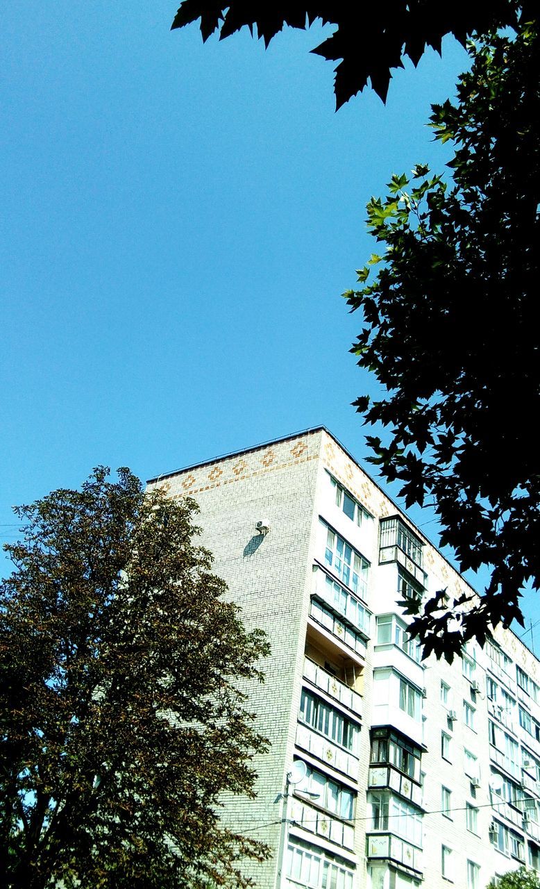 tree, architecture, low angle view, growth, building exterior, built structure, clear sky, no people, day, blue sky, branch, outdoors, city, nature, sky