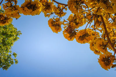 Low angle view of flowering plant against clear sky