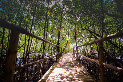 Footpath amidst trees in forest