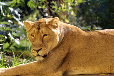 Close-up of a cat looking away