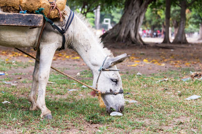 Horse eating grass while standing on field