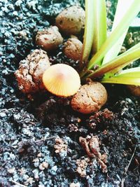 Close-up of mushrooms