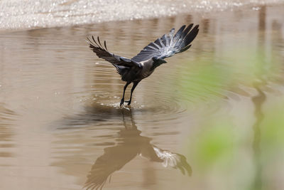 Bird crow reflection flying over lake