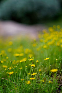 Yellow flowering plants on field