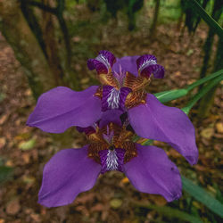 flowering plant