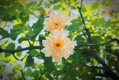 Close-up of flowers blooming outdoors