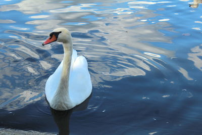 Swan swimming in lake