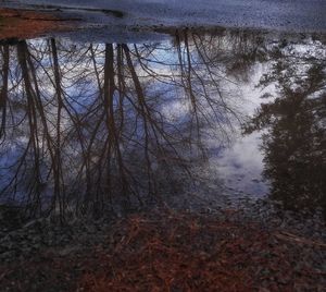 Close-up of trees against sky