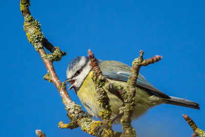 Low angle view of bird perching on a tree