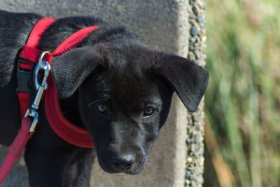 Close-up portrait of black dog