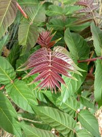 Close-up of flowering plant