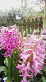 Close-up of pink flowering plants