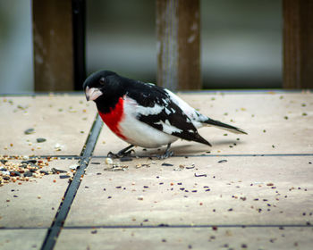 Close-up of bird perching on floor