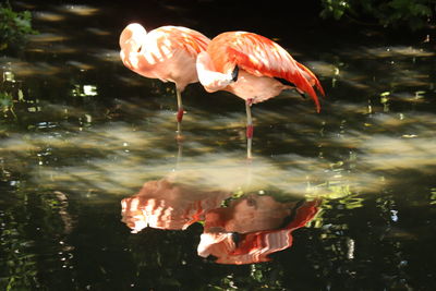 View of fish in lake