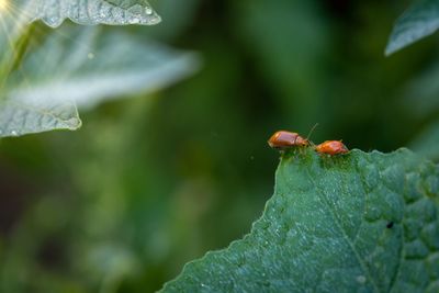 Close-up of insect on leaf