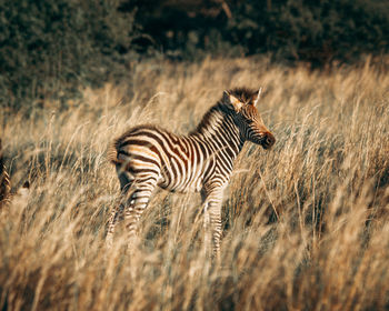 Zebra standing on field