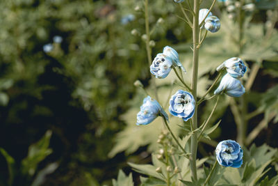 Close-up of bug on white flower