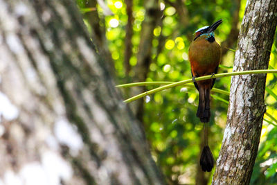 View on perched on plant stick by tree trunks