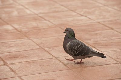 High angle view of pigeon perching on floor