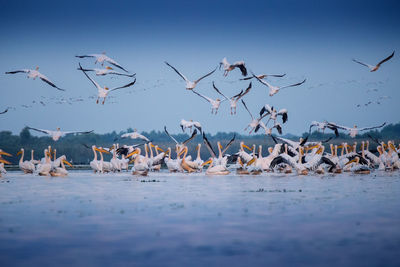 Birds flying over lake against sky