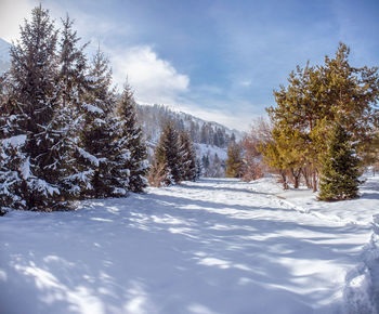 Trees on snow covered land against sky