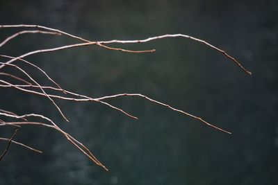 Close-up of illuminated plant