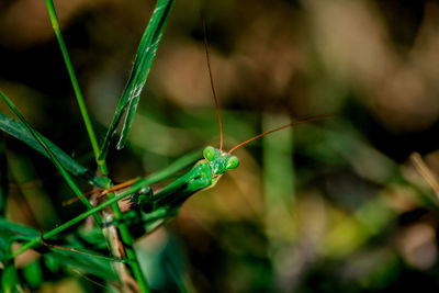 Close-up of insect on grass