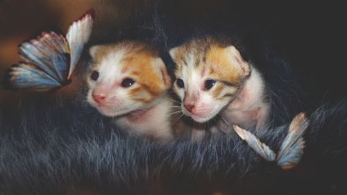 Close-up portrait of cats