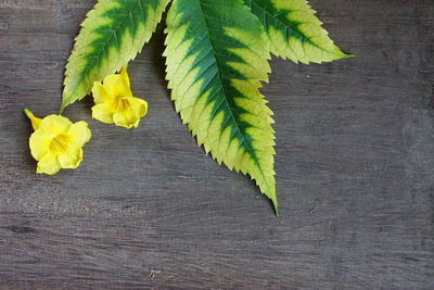 High angle view of yellow flowering plant on table