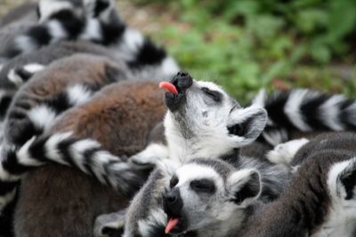 Close-up of sheep