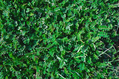 Full frame shot of ivy growing on field