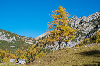 Trees on mountain against blue sky