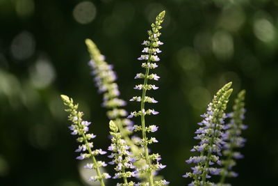 Close-up of purple flowering plant